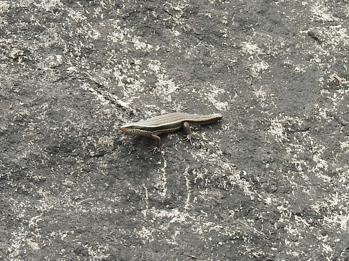 Keeled Indian Skink
