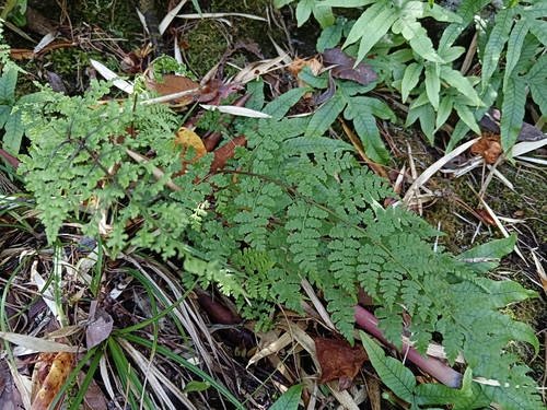 Athyrium atkinsonii iNat (1)