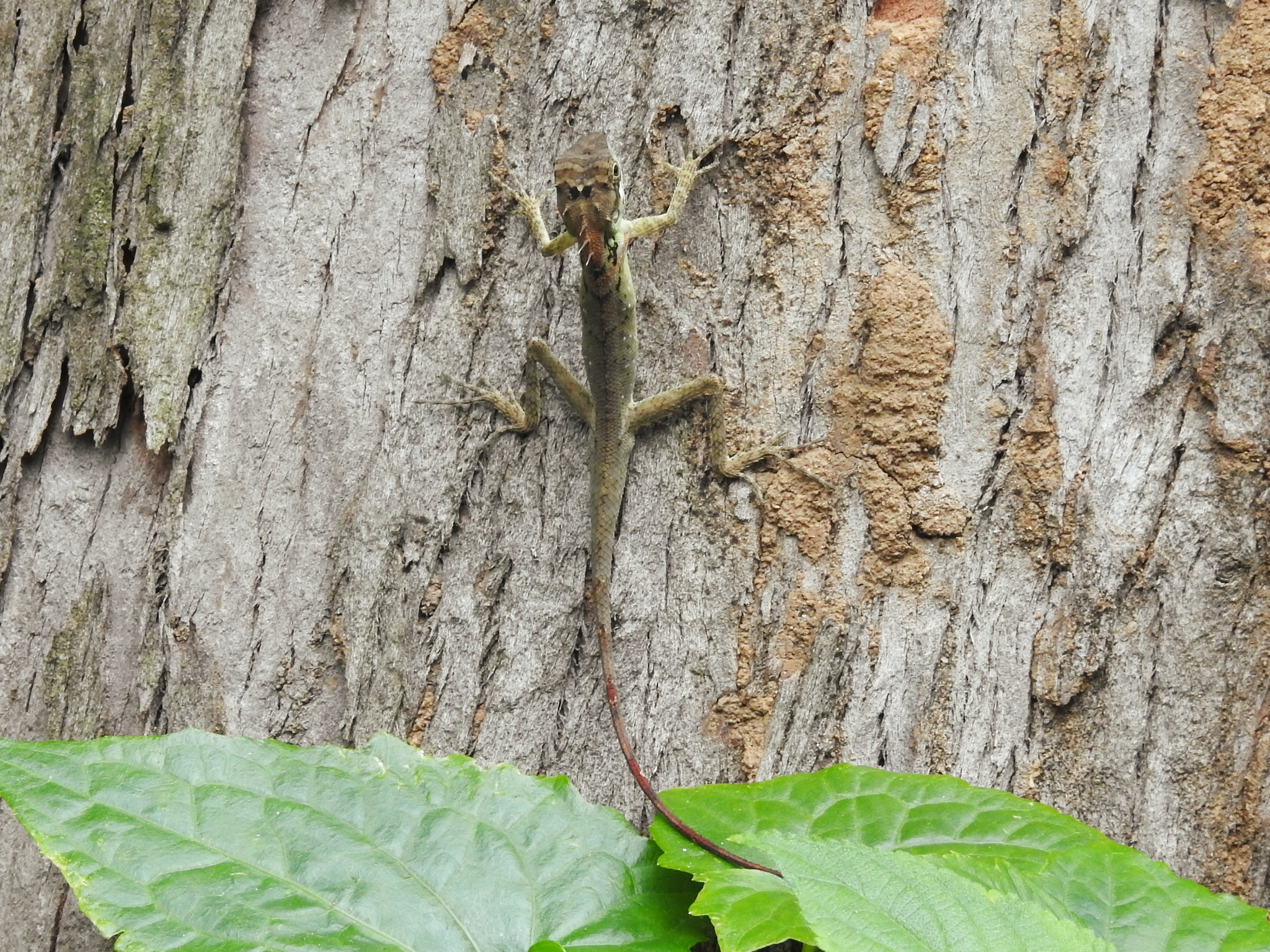 Elliot's forest lizard
