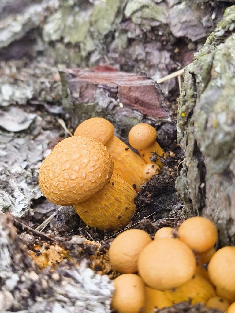 Gymnopilus junonius · March 2025 · photo: © zedt (iNaturalist, cc-by)
