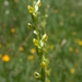 Yosemite Bog Orchid - Photo (c) Dan and Raymond, some rights reserved (CC BY-NC-SA)