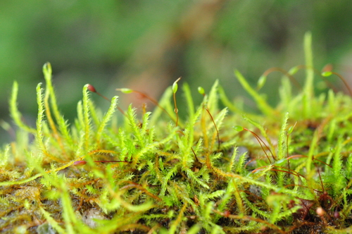 https://www.inaturalist.org/taxa/156427-Pseudoleskea