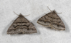 Dichromodes mesogonia