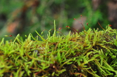 Pseudoleskea baileyi