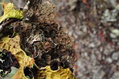 Lobaria retigera