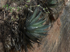 Agave parryi