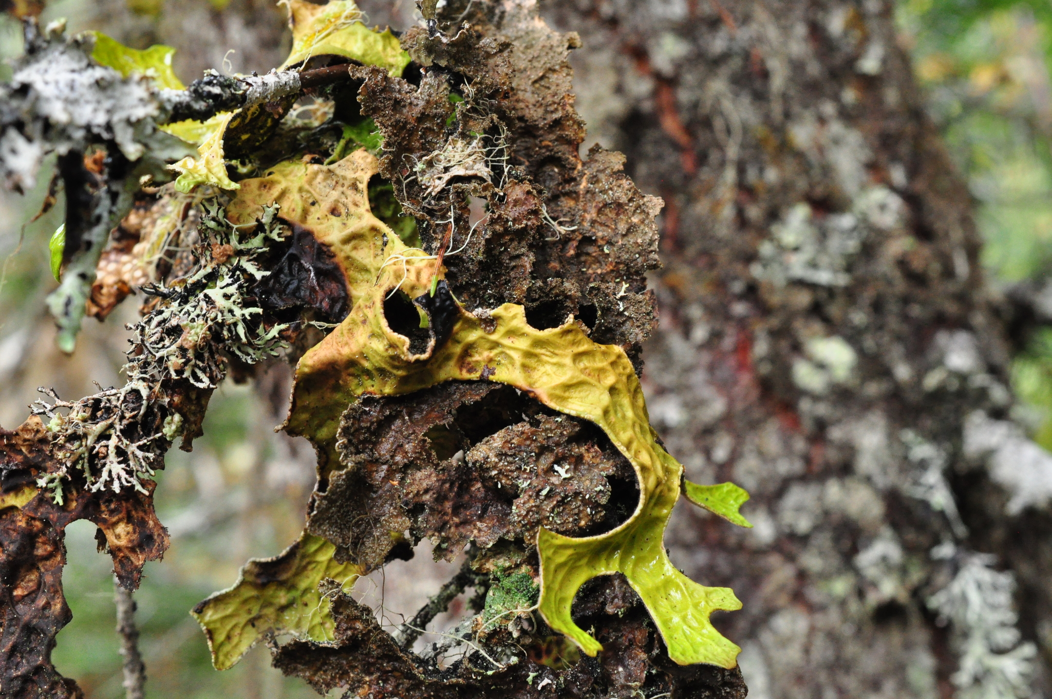 Lobaria retigera image
