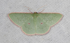 Chlorocoma cadmaria