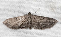 Psilosticha pristis