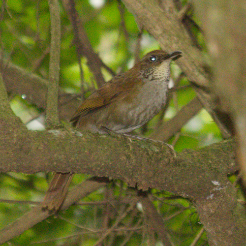 Canebrake Groundcreeper