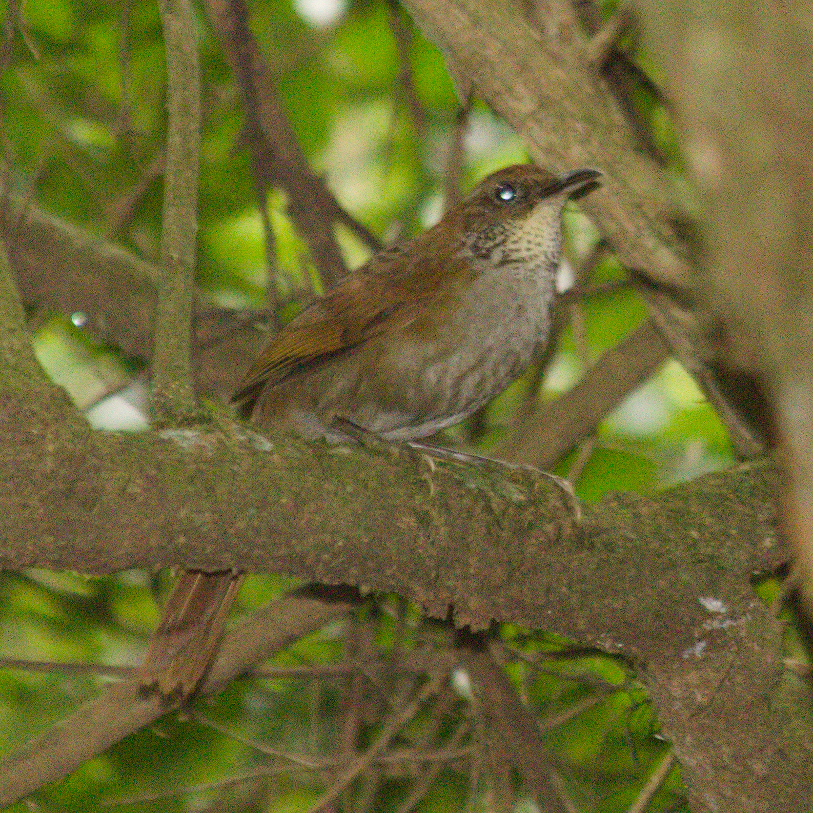 Canebrake Groundcreeper (Clibanornis dendrocolaptoides), photo 1