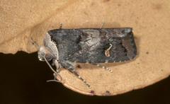 Proteuxoa cinereicollis
