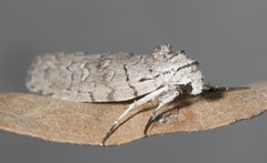 Elesma subglauca