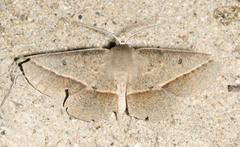 Phallaria ophiusaria