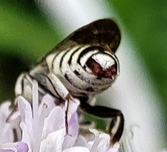 Coelioxys coturnix