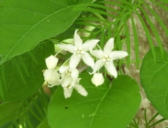 Funastrum pannosum