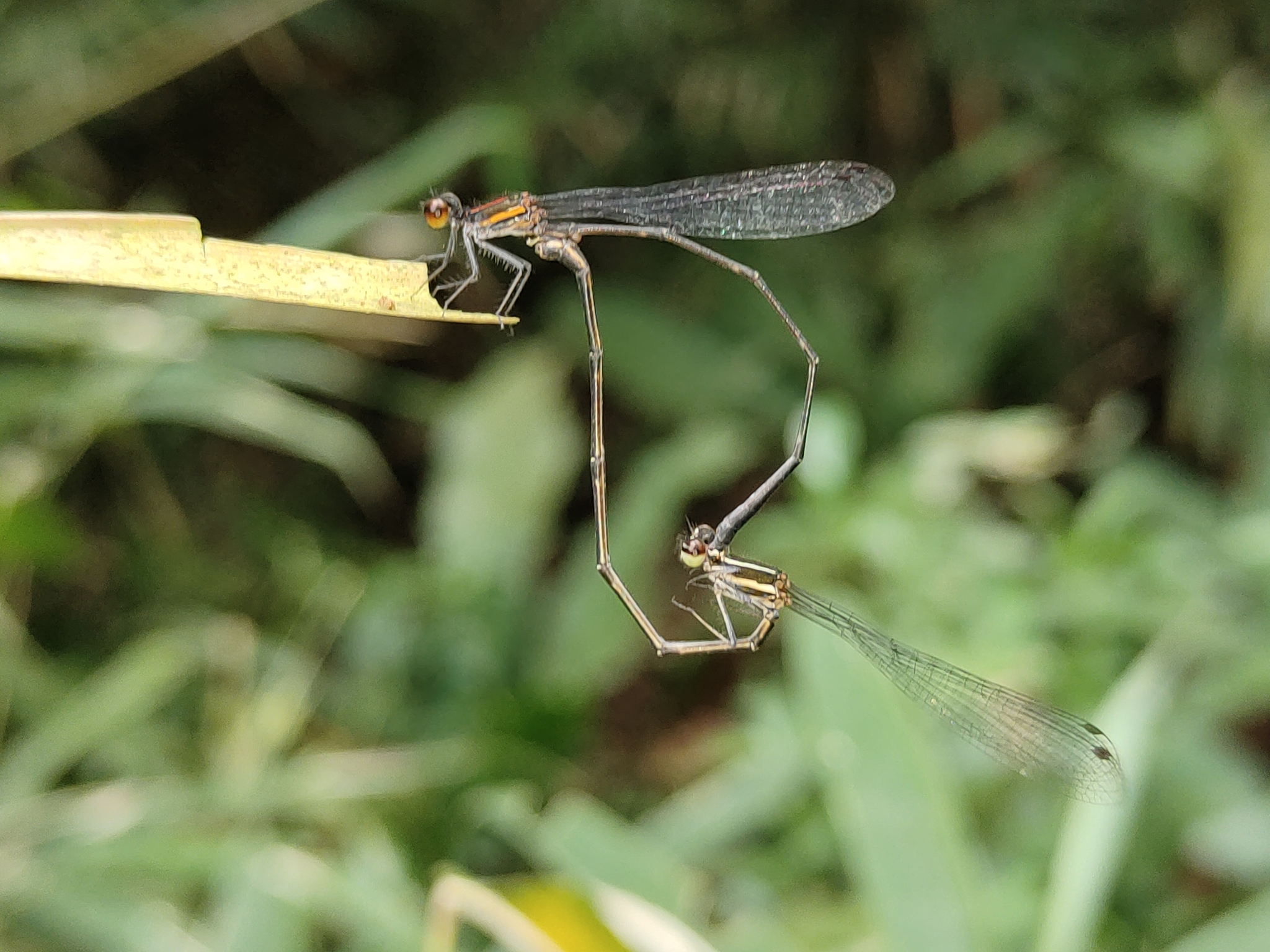 Orange-Striped Threadtail