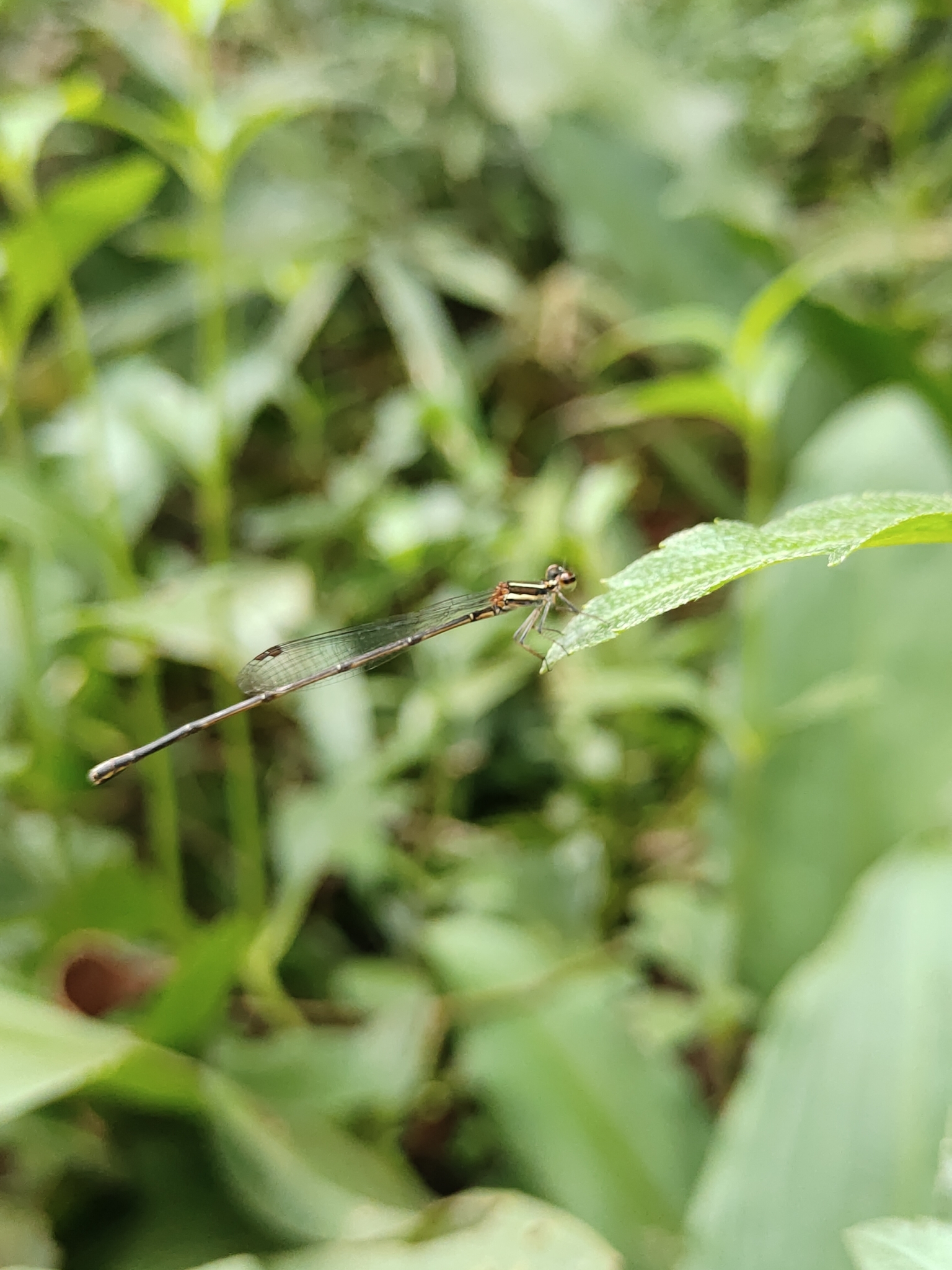 Orange-Striped Threadtail