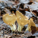 Çukur Çanak (Helvella acetabulum)