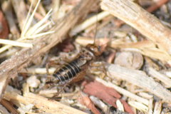 Neonemobius eurynotus