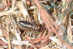 Neonemobius eurynotus