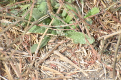 Neonemobius eurynotus