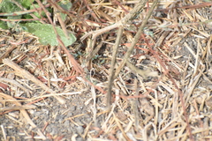 Neonemobius eurynotus