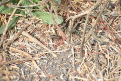 Neonemobius eurynotus