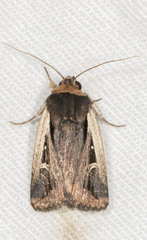 Proteuxoa tortisigna