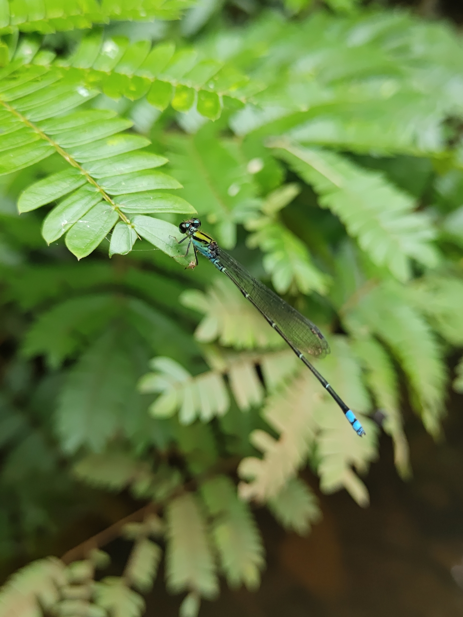 Yellow-Striped Sprite