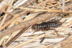 Neonemobius eurynotus