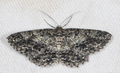 Thallogama nigraria