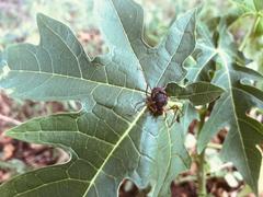 Erginulus subserialis