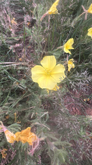 Oenothera grandis, photograph (c) CH Hemphill, some rights reserved (CC BY)