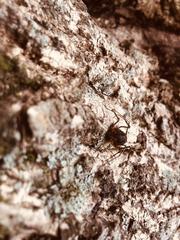 Erginulus subserialis