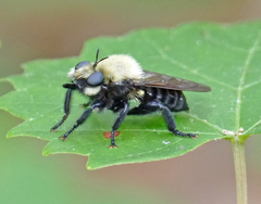 Laphria virginica