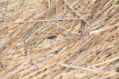 Neonemobius eurynotus