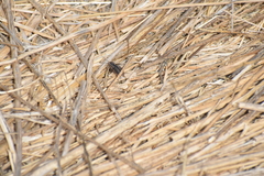 Neonemobius eurynotus