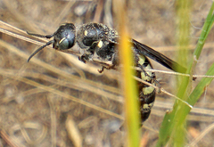 Myzinum obscurum