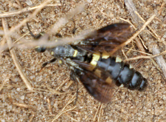 Myzinum obscurum