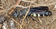 Myzinum obscurum