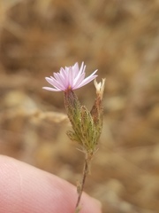 Lessingia nemaclada