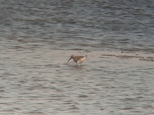 Curlew Sandpiper
