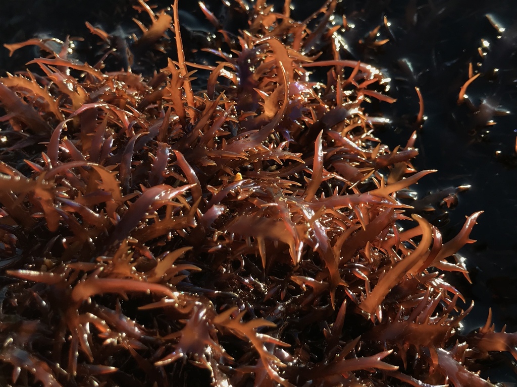 Chondracanthus chamissoi