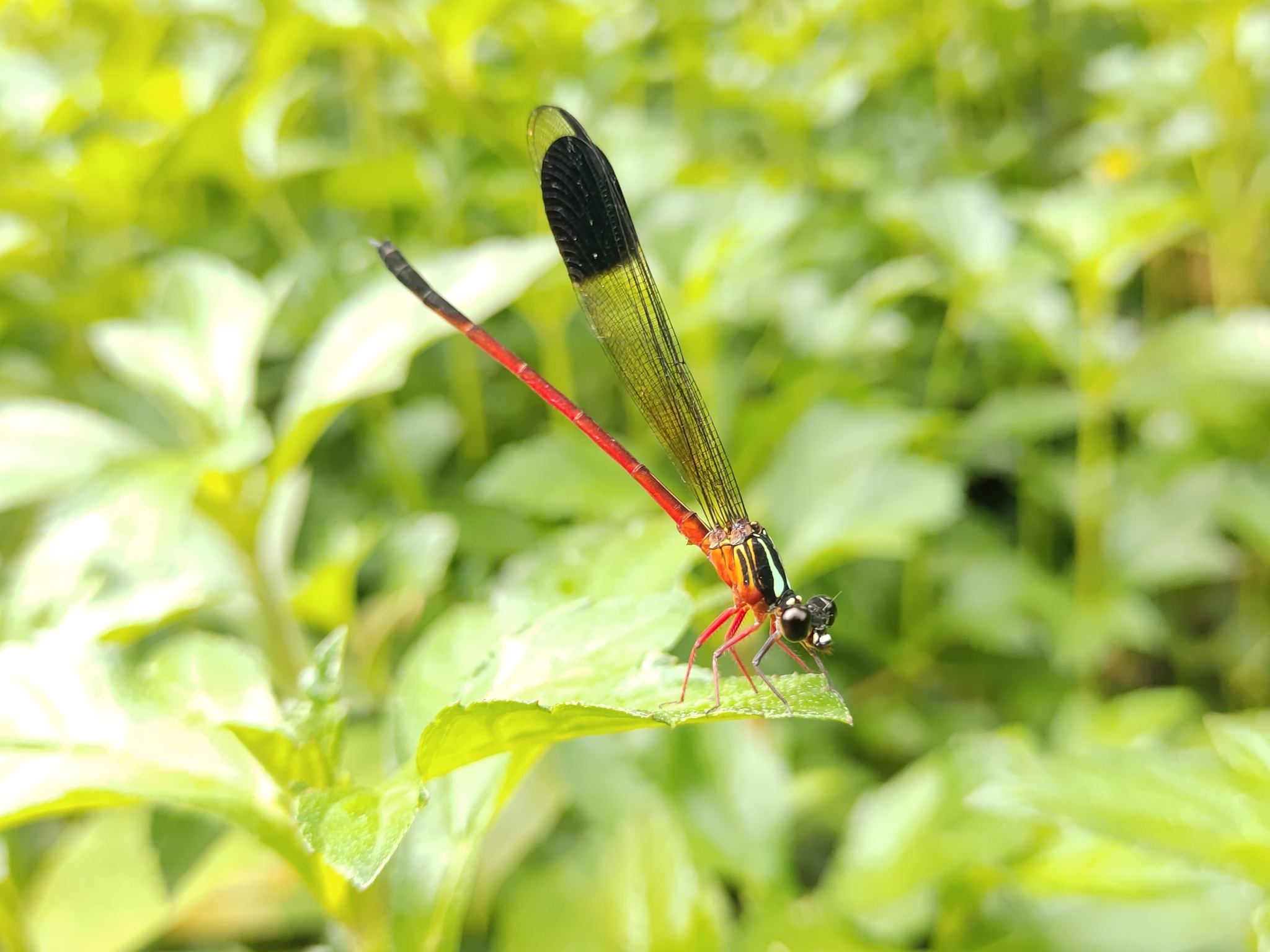 Malabar Satinwing