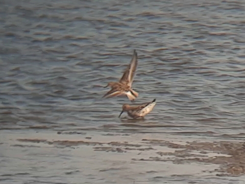 Little Stint