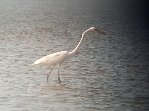 Great Egret