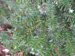 Tsuga diversifolia