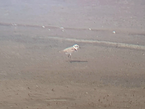 Kentish Plover