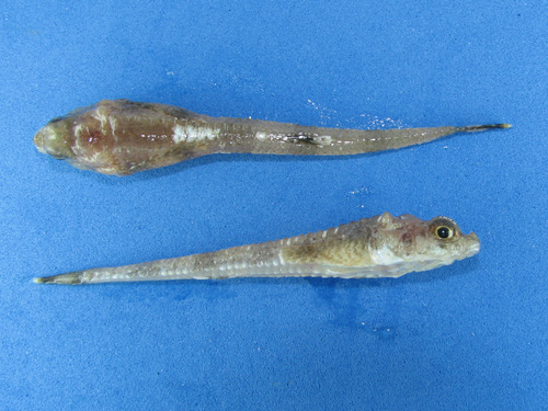 Arctic Alligatorfish